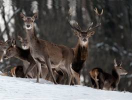 Pierre RICH - Pierre Rich